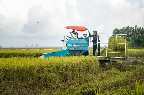 Phát huy hiệu quả mô hình sản xuất lúa chất lượng cao, phát thải thấp