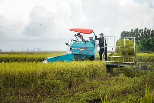 Phát huy hiệu quả mô hình sản xuất lúa chất lượng cao, phát thải thấp