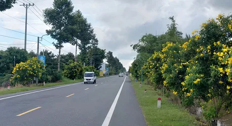 Rực rỡ một miền hoa hoàng yến