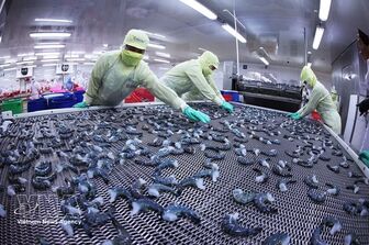 Shrimp exports reach 3.3 billion USD in eight months