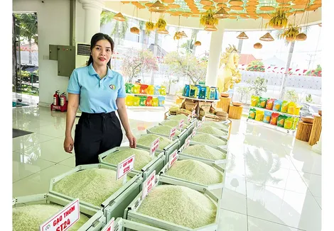Đảm bảo đầu ra bền vững cho lúa gạo của Đề án 1 triệu héc-ta lúa