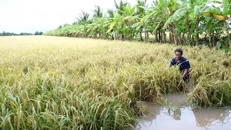 Mưa dông khu vực cao nguyên Trung Bộ và Nam Bộ