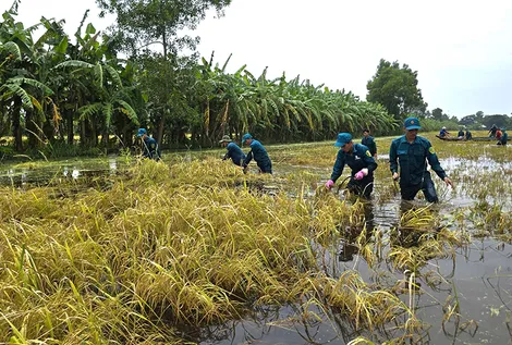 Cà Mau: Hơn 6.800ha lúa bị ảnh hưởng do mưa lớn trên diện rộng