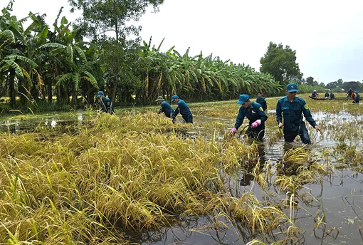 Cà Mau: Hơn 6.800ha lúa bị ảnh hưởng do mưa lớn trên diện rộng