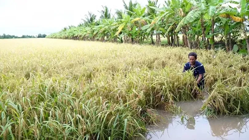 Mưa dông khu vực cao nguyên Trung Bộ và Nam Bộ