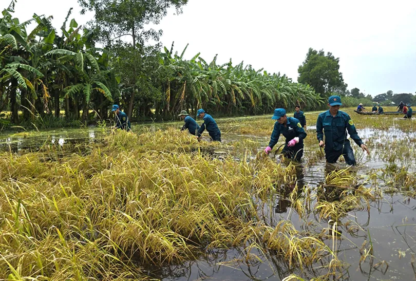 Cà Mau: Hơn 6.800ha lúa bị ảnh hưởng do mưa lớn trên diện rộng
