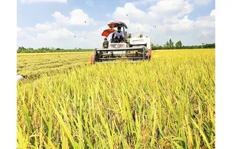 Đưa gạo xanh Việt Nam vươn tầm quốc tế