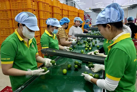 Bio Fruit Coop - Điểm sáng đổi mới sáng tạo, nâng tầm nông sản đồng bằng