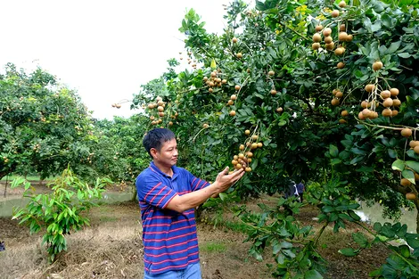 Phát triển sản xuất gắn với xây dựng nông thôn mới