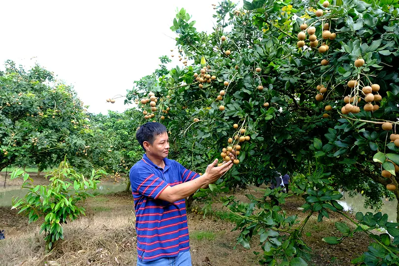 Phát triển sản xuất gắn với xây dựng nông thôn mới