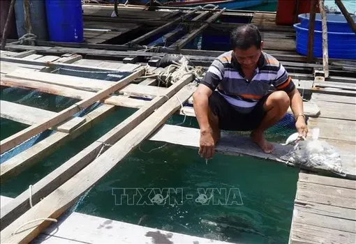 Nghị quyết 20-NQ/TW: Tạo nền tảng, hướng tới nuôi biển có tổ chức