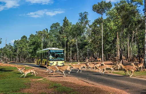 Nắm giữ “kỷ lục kép” thế giới - Vinpearl Safari Phú Quốc “khủng” cỡ nào?
