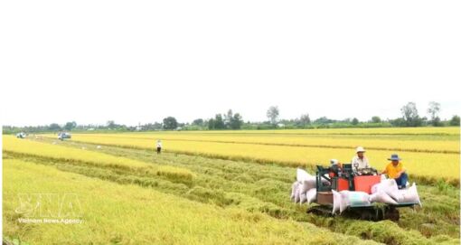 Can Tho carries out GoRice project on sustainable, low-emission rice value chains