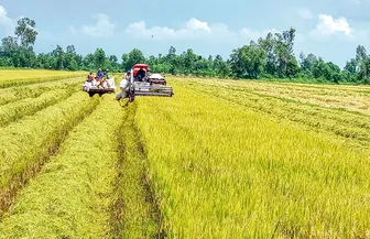 Giảm thất thoát, tăng giá trị chuỗi lúa gạo
