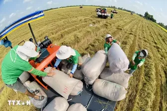 Bảo vệ thực vật có trách nhiệm: An toàn từ đồng ruộng đến chuỗi giá trị lúa gạo