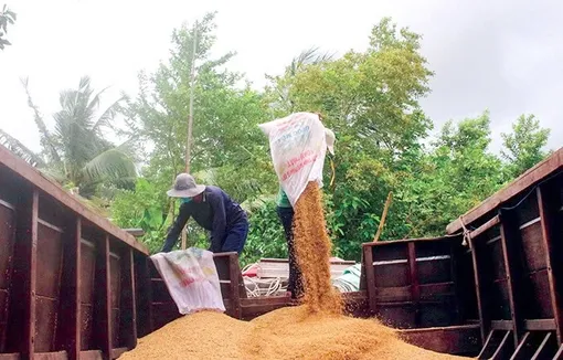 Can Tho City promotes green processing from rice and biomass