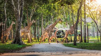 Những “hành khách” nặng hàng tấn, bay chuyên cơ tới Safari lớn nhất Việt Nam giờ ra sao?