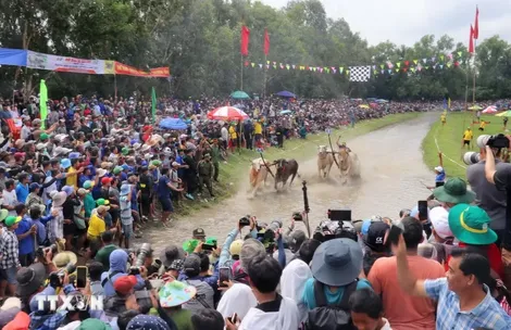 Hội đua bò Bảy Núi lan tỏa giá trị văn hóa của đồng bào Khmer Nam Bộ