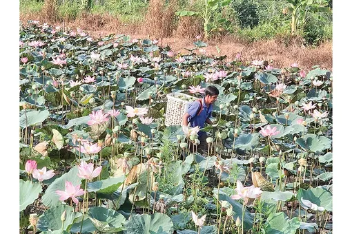 Dạo quanh thị trường ngày 10-10