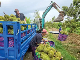 Liên kết nâng cao chuỗi giá trị nông sản xuất khẩu