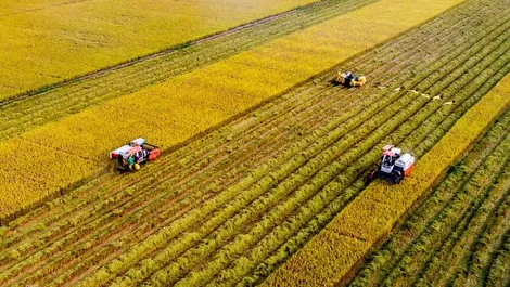 Sản xuất nông nghiệp vào cuộc đua nước rút cuối năm
