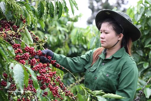 Buon Ma Thuot Coffee Festival to reach national level in 2027