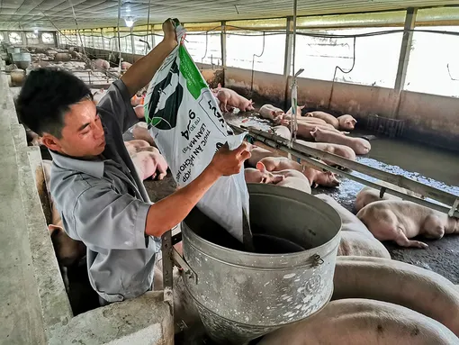 Khuyến cáo các hộ chăn nuôi chủ động phòng ngừa dịch tả heo châu Phi