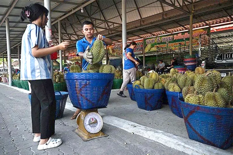 Thái Lan:  Nông sản chín rục không người thu hoạch