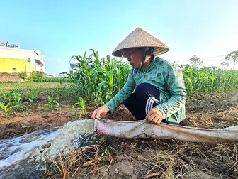Khoảng 424.800-502.300ha cây trồng vụ đông xuân 2026-2027 có nguy cơ bị ảnh hưởng bởi hạn hán, xâm nhập mặn
