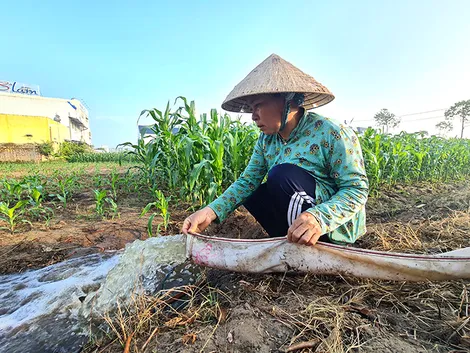 Khoảng 424.800-502.300ha cây trồng vụ đông xuân 2026-2027 có nguy cơ bị ảnh hưởng bởi hạn hán, xâm nhập mặn