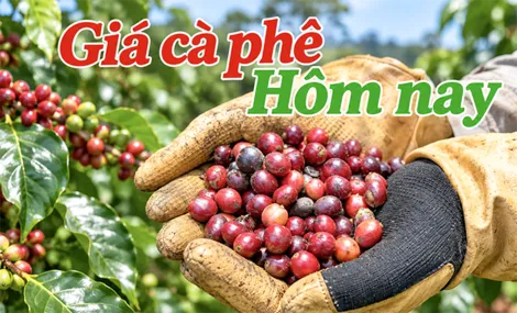 Quản lý dòng tiền theo mùa vụ cho hộ gia đình trồng cà phê