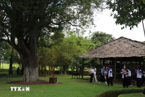 Hai cây cổ thụ tại Căn cứ Bộ Chỉ huy Miền được công nhận Cây Di sản Việt Nam