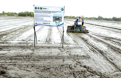 Cơ cấu giống lúa thích ứng thị trường và thời cuộc