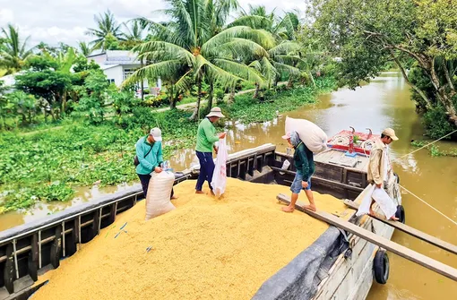 Nhiều thách thức trong xuất khẩu gạo