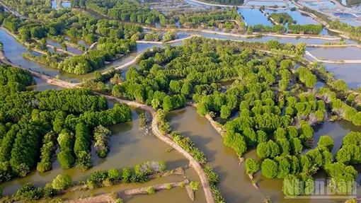 Vĩnh Long phục hồi hệ sinh thái rừng, gắn với phát triển du lịch