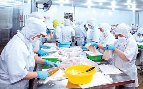 Cần Thơ thành lập mới 47 hợp tác xã