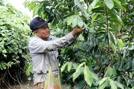 Hỗ trợ hội viên, nông dân phát triển sản xuất