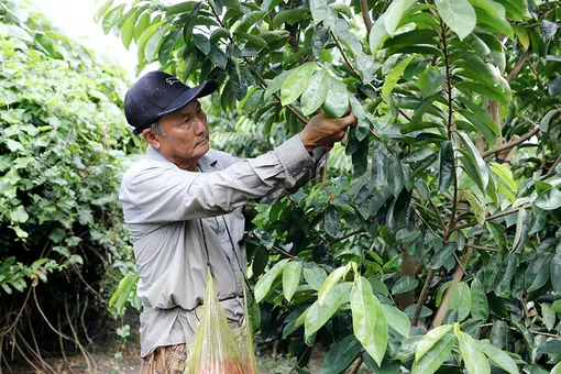 Hỗ trợ hội viên, nông dân phát triển sản xuất