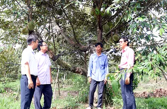 Mã số vùng trồng, “tấm vé” giúp nông sản vươn xa