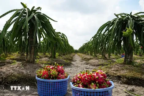 Đồng Tháp hỗ trợ tiêu thụ hơn 336.000 tấn nông sản và 1,54 triệu giỏ hoa Tết
