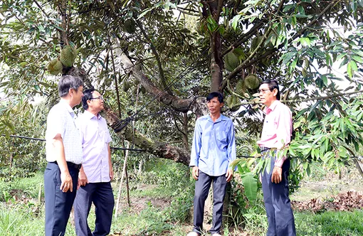 Mã số vùng trồng, “tấm vé” giúp nông sản vươn xa