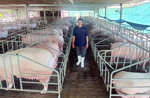 TP Cần Thơ: Khẩn cấp ngăn chặn bệnh dịch tả heo châu Phi