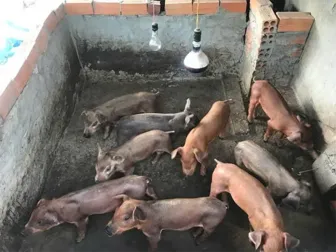 Tập trung giám sát, theo dõi, xử lý kịp thời bệnh dịch tả heo châu Phi, hạn chế thấp nhất tình trạng lây lan