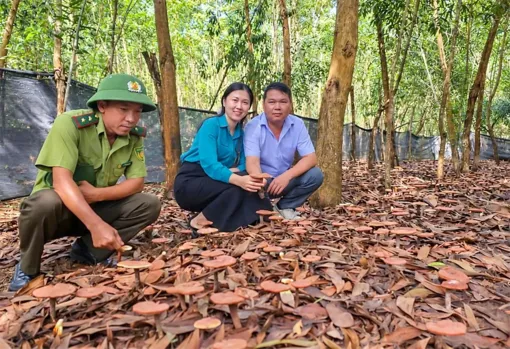 Thúc đẩy phát triển sản xuất nông nghiệp công nghệ cao và nâng cao chuỗi giá trị cây dược liệu