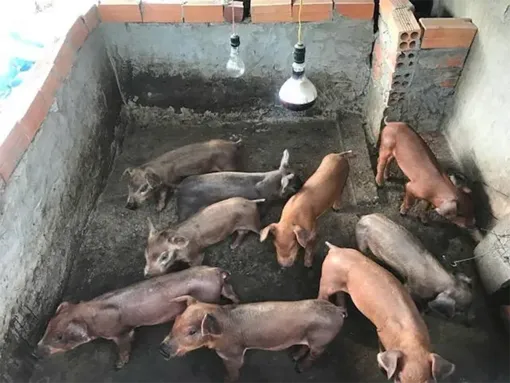 Tập trung giám sát, theo dõi, xử lý kịp thời bệnh dịch tả heo châu Phi, hạn chế thấp nhất tình trạng lây lan