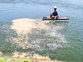 Nghiên cứu sản xuất thành công cá bông lau giống, bổ sung đối tượng cá da trơn nuôi mới có giá trị kinh tế cao