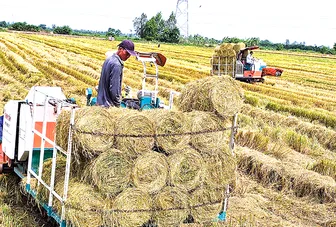 Kiến tạo chuỗi giá trị bền vững cho hạt gạo Việt