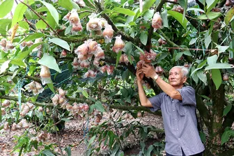 Lão nông xã đảo kiếm hàng trăm triệu mỗi năm nhờ cây mận An Phước