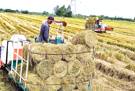 Kiến tạo chuỗi giá trị bền vững cho hạt gạo Việt