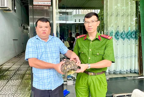 Người dân tự nguyện giao nộp cá thể rùa cổ sọc quý hiếm